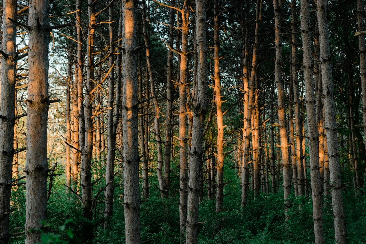 ll ojibwe trees
